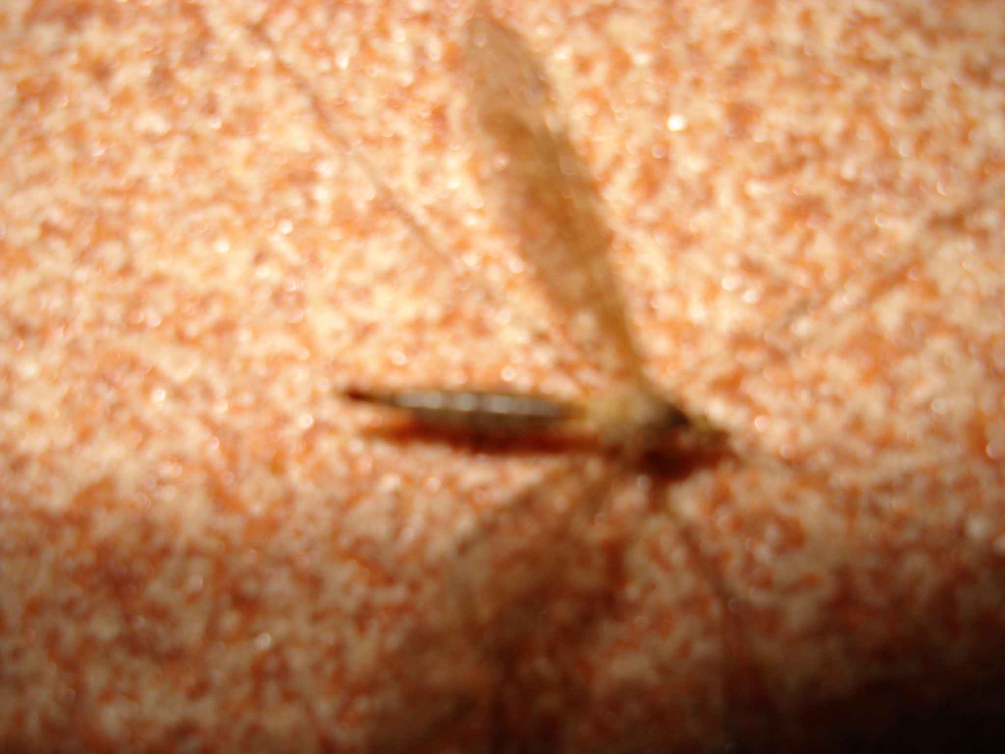 DSC01558.jpg