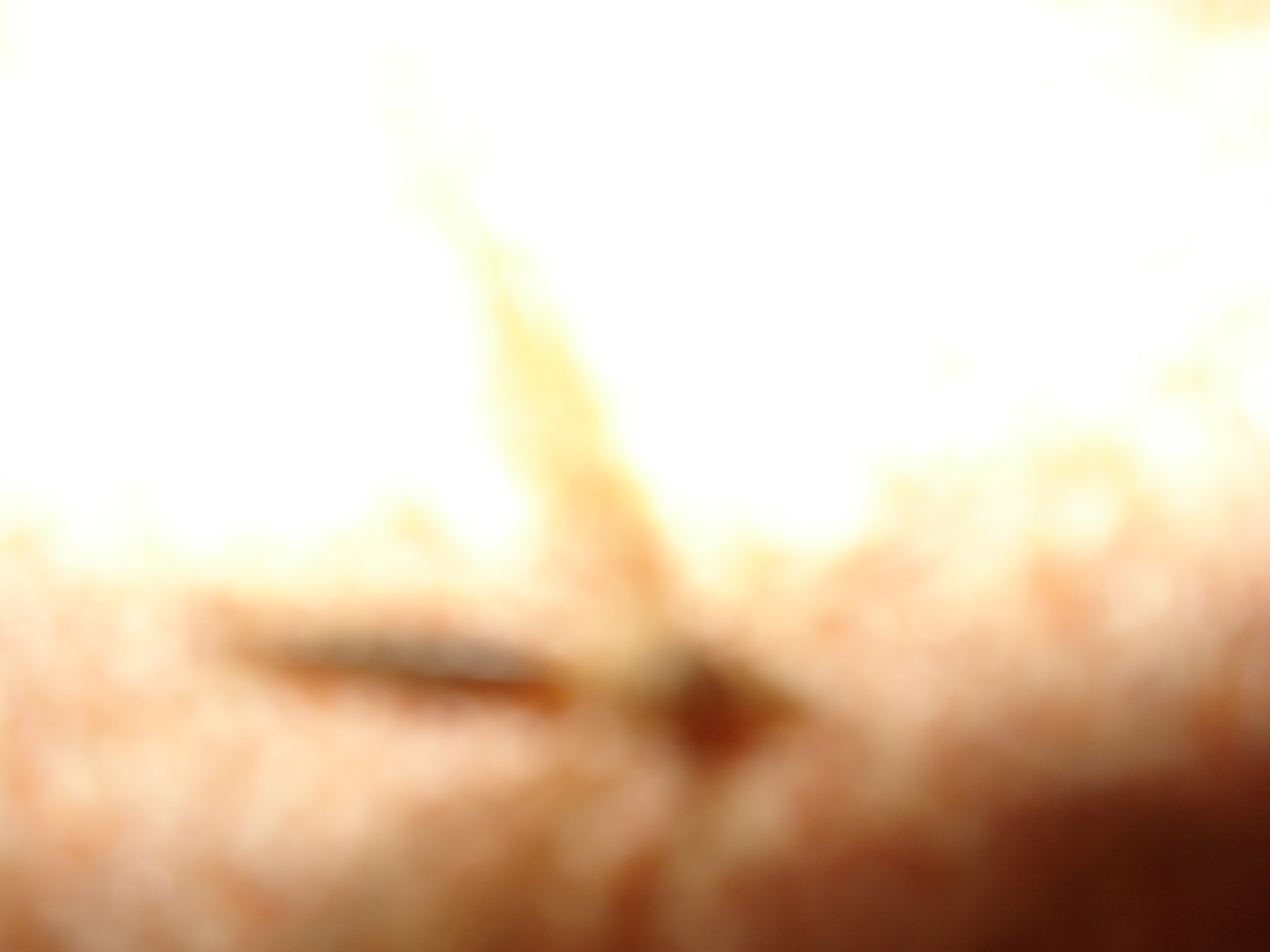DSC01559.jpg
