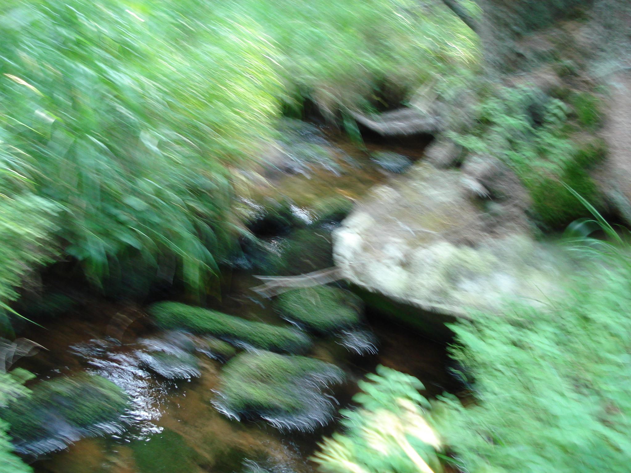 DSC01475.jpg
