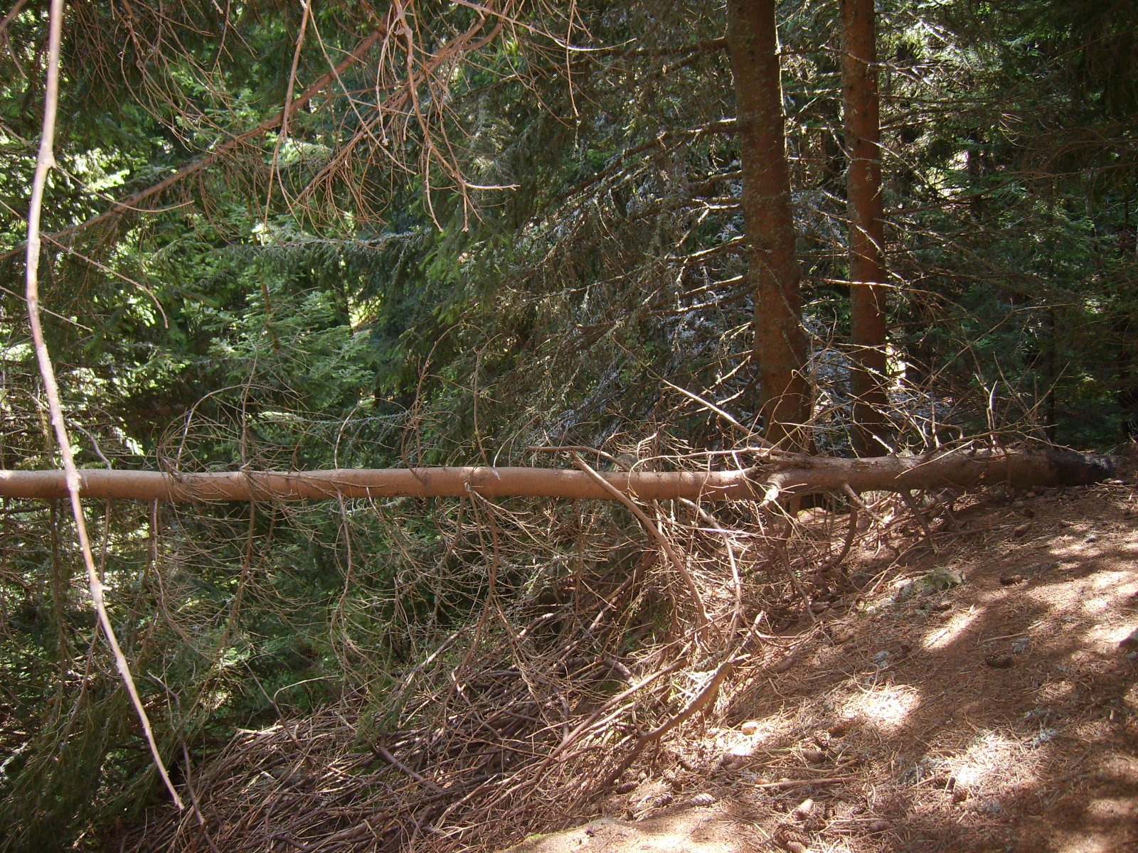 S6000403.jpg