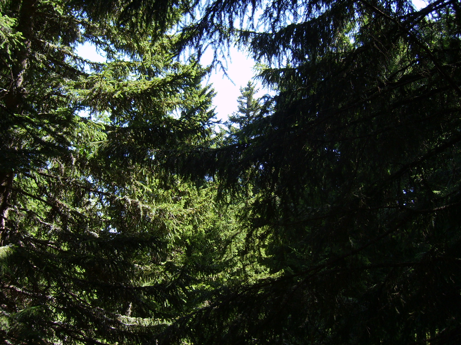 S6000404.jpg