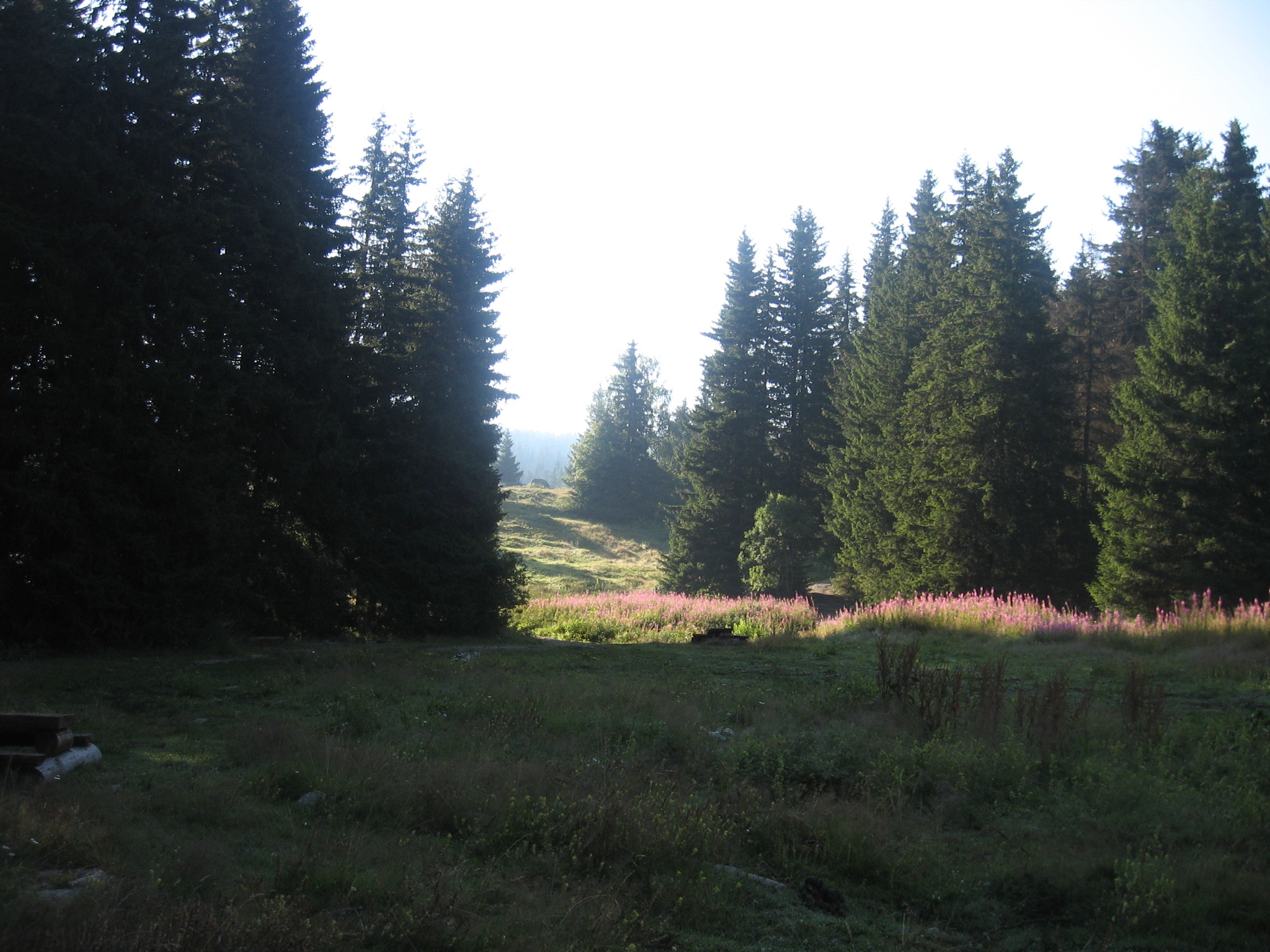 IMG_3181.jpg