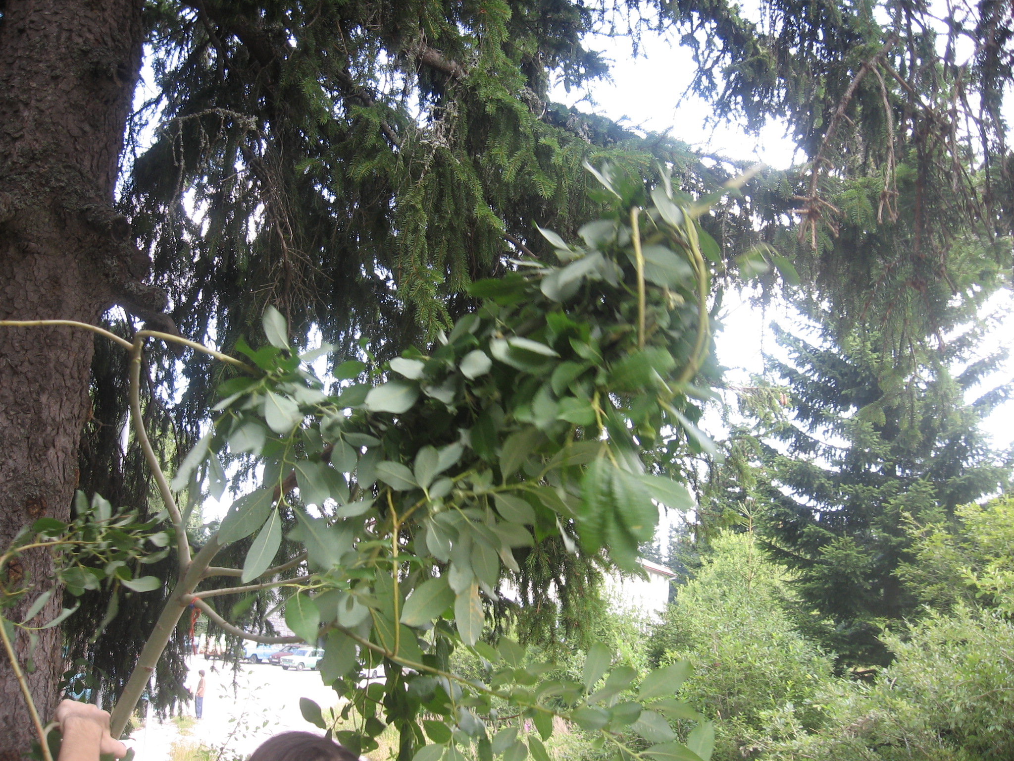 IMG_3223.jpg