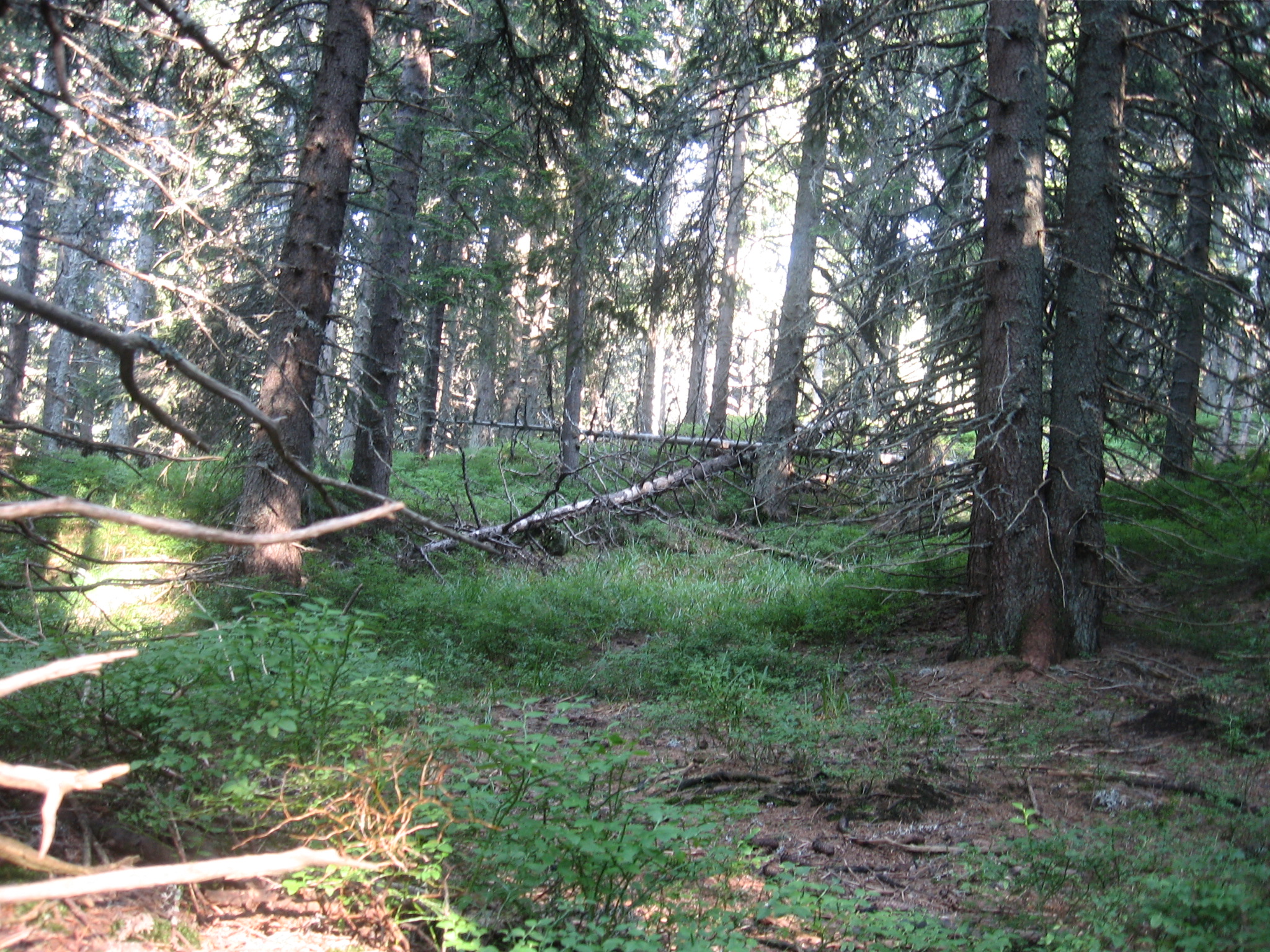 IMG_3355.jpg
