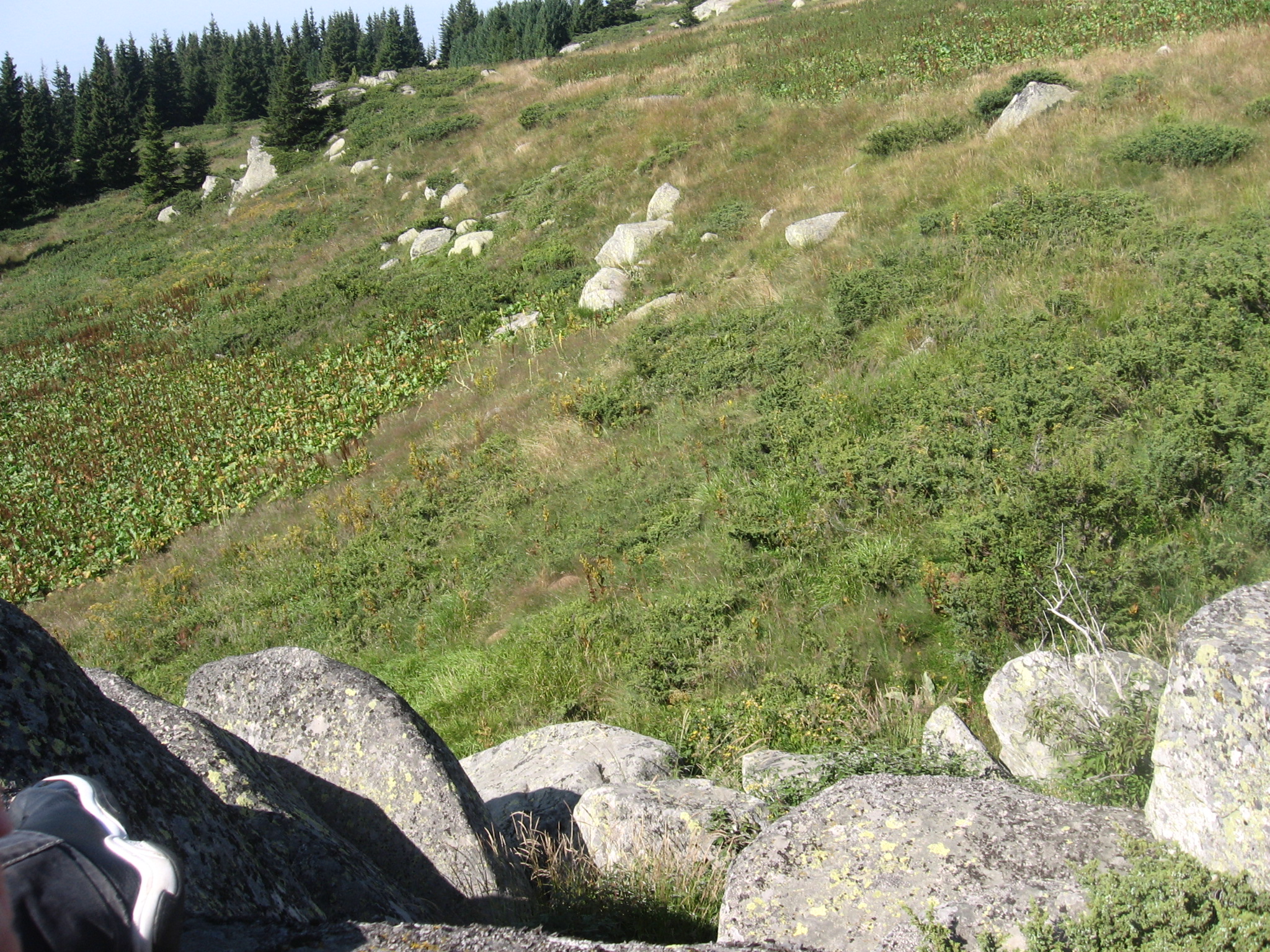 IMG_3524.jpg