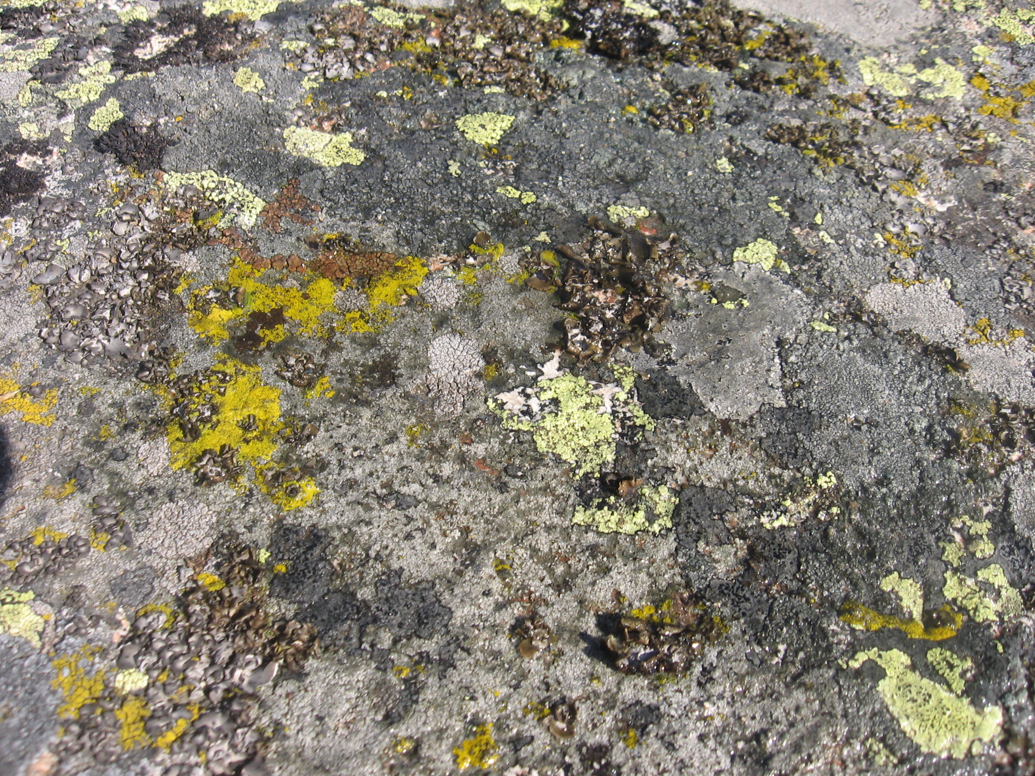 IMG_3527.jpg