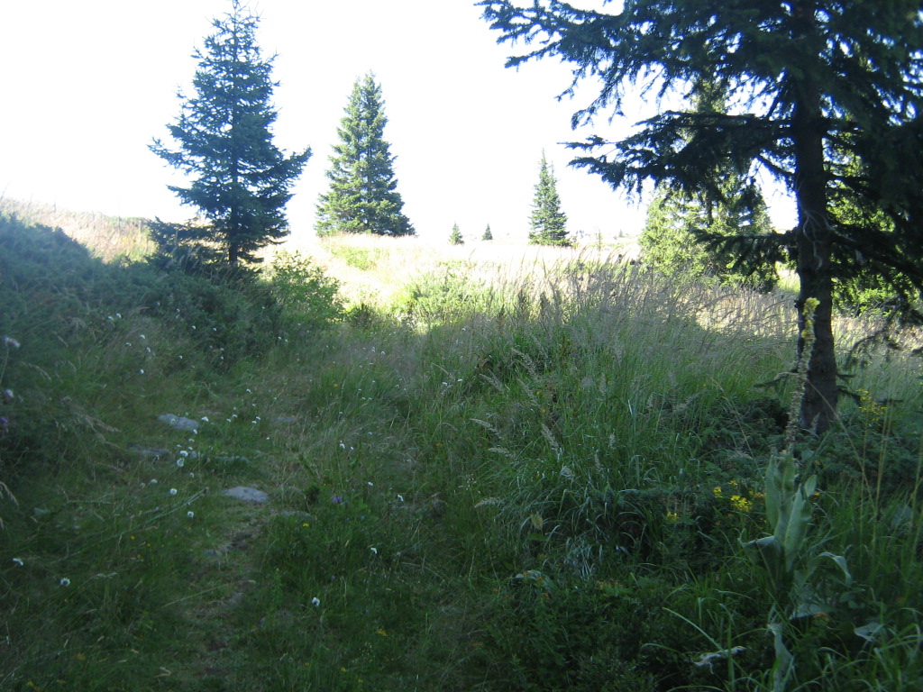 IMG_1545.jpg