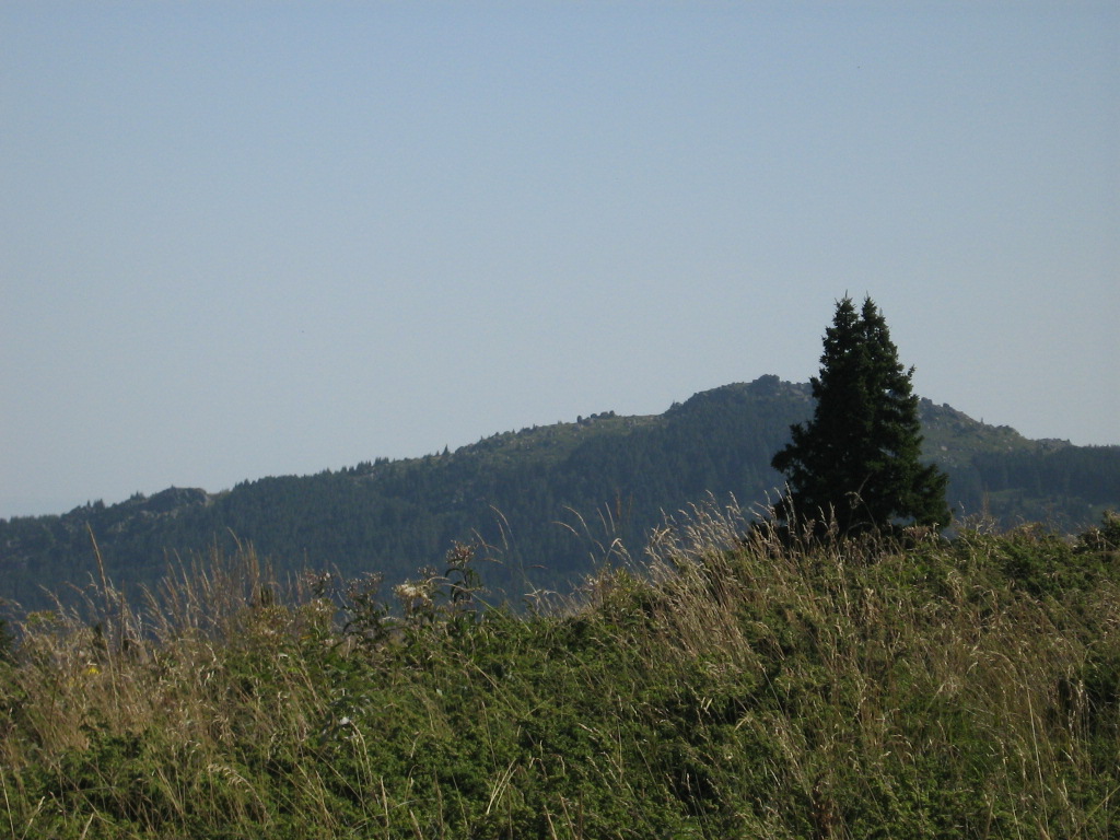 IMG_1549.jpg